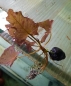 Preview: Rote Tigerlotus, Nymphea Lotus rot