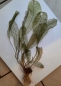 Preview: Madagaskar Gitterpflanze, Aponogeton madagascariensi