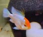 Preview: Blue Punk Schmetterlingsbuntbarsch, Mikrogeophagus ramirezi "Blue Punk"