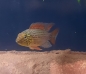 Preview: Zuchtpaar Vielfleck Zwergbuntbarsch, Apistogramma sp.Vielfleck,