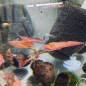 Preview: Rote Tigerlotus, Nymphea Lotus rot