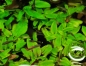 Preview: Flamingo Wasserkelch, Cryptocoryne sp. FLAMINGO