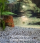 Preview: Guttata Zwergbuntbarsch, Apistogramma guttata