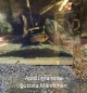 Preview: Guttata Zwergbuntbarsch, Apistogramma guttata