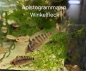 Preview: Zuchtpaar Winkelfleck Zwergbuntbarsch,  Apistogramma sp. Winkelfleck