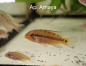 Preview: Amaya Zwergbuntbarsch, Apistogramma sp. " Amaya"
