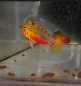 Preview: Rotstrich Zwergbuntbarsch, Apistogramma hongsloi