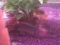 Preview: Pucallpa- Zwergbuntbarsch Red, Apistogrammoides pucallpaensis
