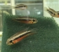 Preview: Elisabeth's Zwergbuntbarsch, Apistogramma elizabethae,super rot
