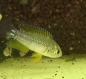 Preview: Pucallpa- Zwergbuntbarsch Red, Apistogrammoides pucallpaensis