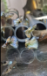 Preview: Paar Guppy Tiger King Cobra, Triangel,Poecilia reticulata