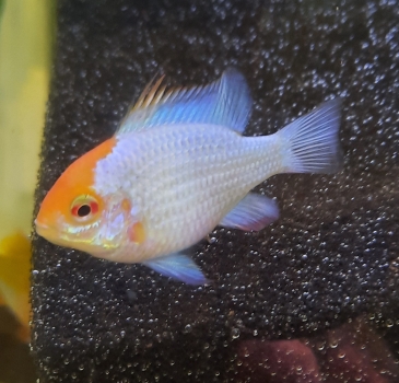 Blue Punk Schmetterlingsbuntbarsch, Mikrogeophagus ramirezi "Blue Punk"