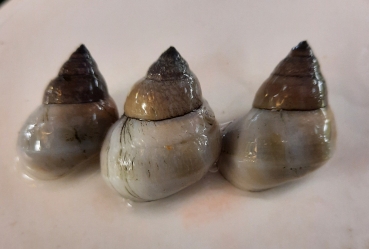 Weiße Pianoschnecke, Filopaludina martensi