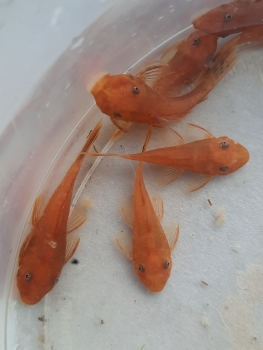 Roter Antennenwels L144, Ancistrus sp. Red