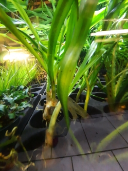 Thailändische Hakenlilie, Crinum thaianum