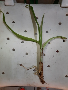 Breitblättrige Hakenlilie, Crinum natans