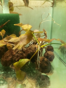 Tigerlotus, Nymphea Lotus green
