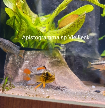 Zuchtpaar Vielfleck Zwergbuntbarsch, Apistogramma sp.Vielfleck,