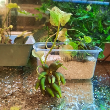 Wasserbanane, Nymphoides aquatica