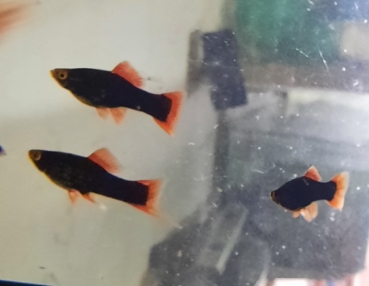 Hamburger Schwertträger rote Normalflossen, Xiphophorus helleri