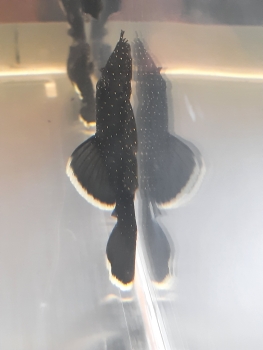 Weißsaumantennenwels, Ancistrus dolichopterus, L183