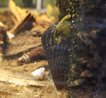Perlhuhnschnecke, Tylomelania towutensis