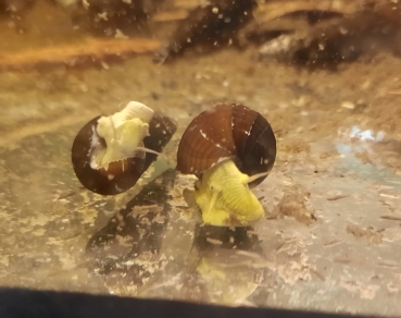 Riesenturmdeckelschnecke Yellow Poso,Tylomelania sp. Yellow Poso
