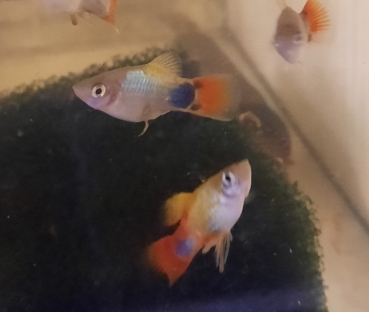 Platy "Blue Butterfly Micky Mouse", Xiphophorus maculatus