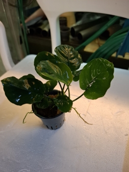 Speerblatt, Anubias barteri coin leaf