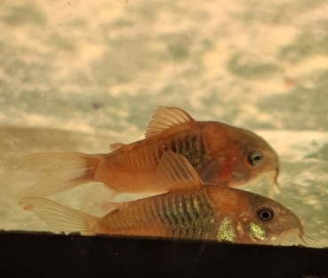 Orangener Venezuelapanzerwels,Corydoras venezuelanus orange