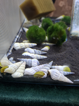 Herkules Turmdeckelschnecke weiss, Brotia herkulea white