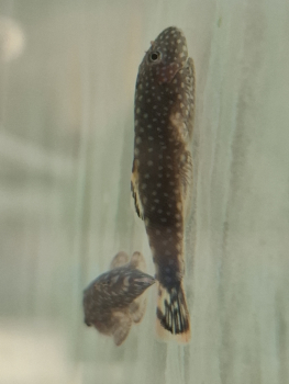 Borneo Flossensauger, Gastromyzon ctenocephalus