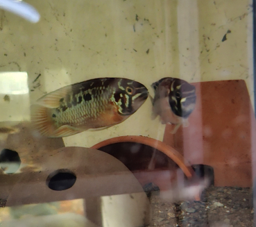 Zweipunkt-Buntbarsch, Ivanacara bimaculata