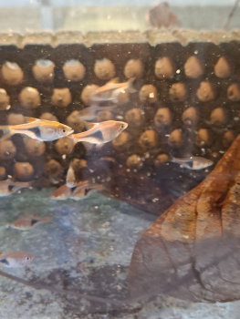 5 Stck. Keilfleckbärblinge, Trigonostigma heteromorpha