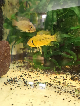 Preview: Tucurui Zwergbuntbarsch, Apistogramma sp. Tucurui
