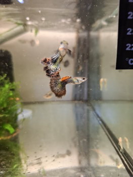 Blue Dragon big ear, Guppy, Poecilia reticulata