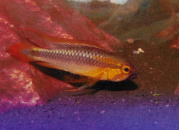 Wilhelmi Zwergbuntbarsch, Apistogramma abacaxis wilhelmi,nur Männchen