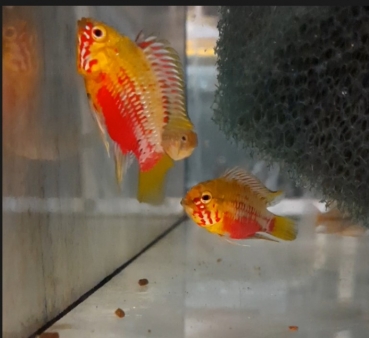 Rotstrich Zwergbuntbarsch, Apistogramma hongsloi