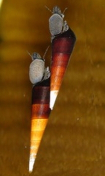 Cappuchino- Turmdeckelschnecke, Faunus sp.