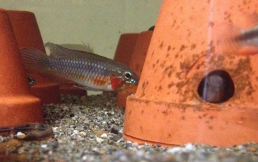 Elisabeth's Zwergbuntbarsch, Apistogramma elizabethae, WF