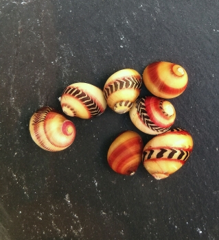 Rennschnecke "White strawberry kiss" Neritina waigiensis
