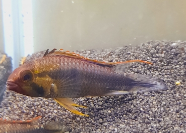 Zuchtpaar Wilhelmi Zwergbuntbarsch, Apistogramma abacaxis wilhelmi