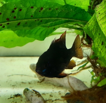 Zuchtpaar "Schmetterlingsbuntbarsch Black Devil" XL