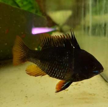 Zuchtpaar "Schmetterlingsbuntbarsch Black Devil" XL