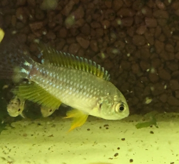 Pucallpa- Zwergbuntbarsch Red, Apistogrammoides pucallpaensis