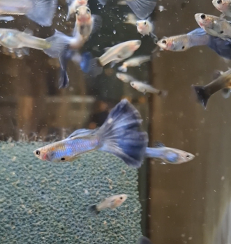 Paar Guppy Moskau Blau, Triangel,Poecilia reticulata
