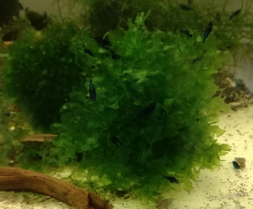 Süßwassertang, Lomariopsis lineata