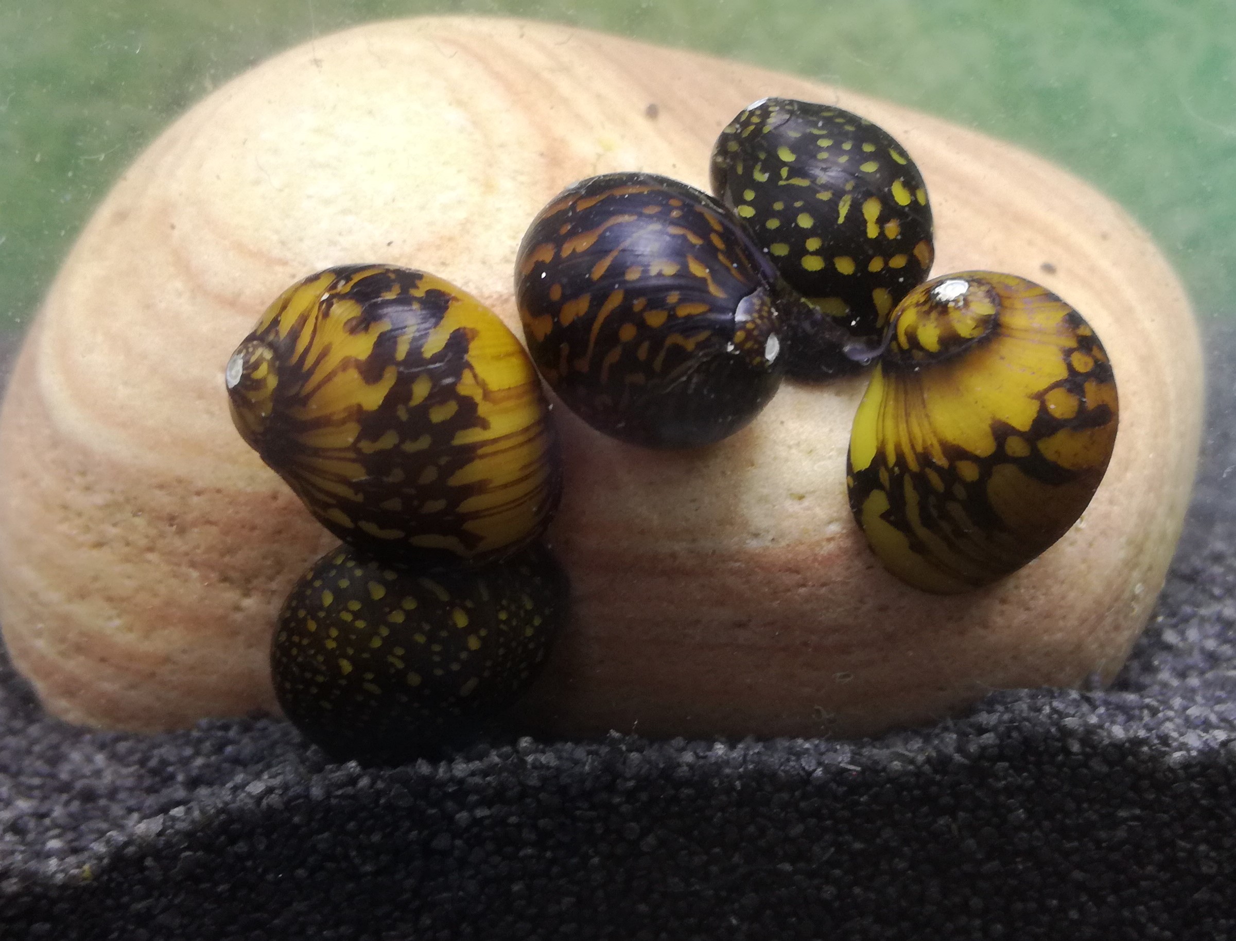 Zierfischzchterei Schau - Batik Rennschnecke, Neritina variegata