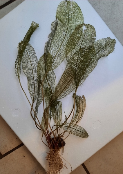 Madagaskar Gitterpflanze, Aponogeton madagascariensi