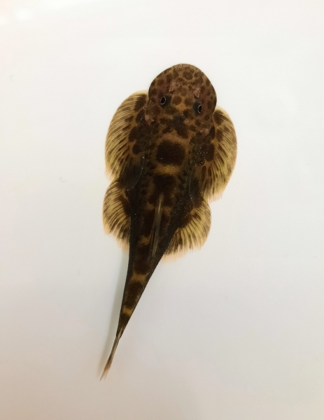 Szechuanensis Flossensauger,  Sinogastromyzon Szechuanensis